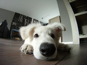 honden foto van lin851