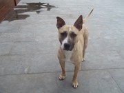 honden foto van Wendy