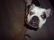 honden foto honden foto van mary