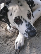 honden foto honden foto van angelique