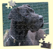 honden foto van Elena