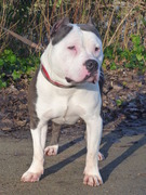 honden foto van Jaimy+Noah+King