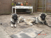 honden foto van Sarpla Boys 