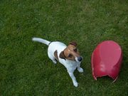 honden foto van linda