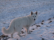 honden foto van Olivia 