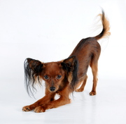 honden foto van Anna van Herk