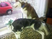 honden foto honden foto van Remco, laika en shadow