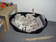 honden foto van melanie
