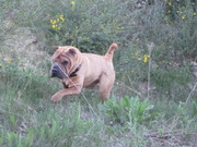 honden foto van Sylvana Palm