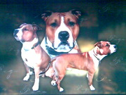 honden foto honden foto van rosa