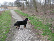 honden foto honden foto van Manja