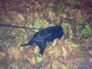 honden foto van Denice