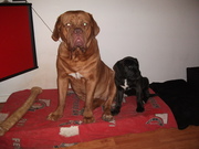 honden foto van matti