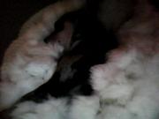 honden foto honden foto van pinda