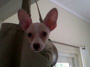 honden foto van Mark