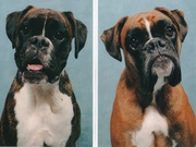 honden foto van marijke hallewas