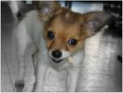 honden foto van Oriana