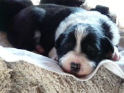 honden foto van A van Hilst