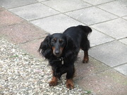 honden foto van jeanet