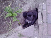 honden foto van Laura