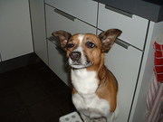 honden foto van wortelblad