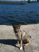 honden foto van laura