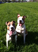 honden foto van samantha