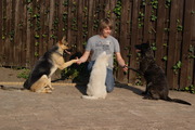 honden foto van Kevin Rinkes