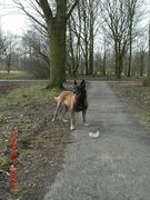 honden foto van marlou