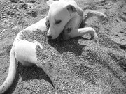 honden foto van miek