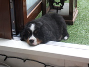 honden foto van Buddy