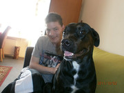 honden foto van kyra