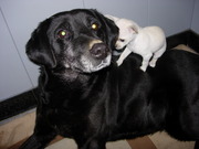 honden foto honden foto van Chloë met Luna & Fieke