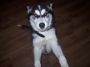 honden foto van michael