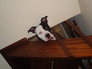 honden foto van Arthos