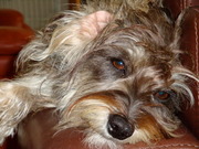 honden foto van Diana van Kol