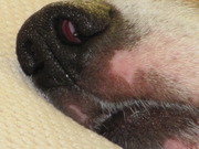 honden foto honden foto van Madelon