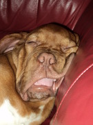 honden foto van bruno