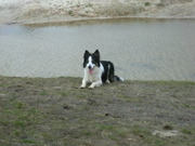 honden foto van ylse