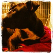 honden foto van Peer de Heer