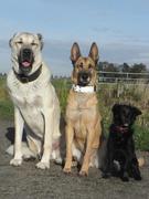 honden foto honden foto van Knut