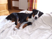 honden foto van manon 