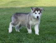 honden foto van angie