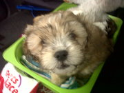 honden foto honden foto van Janella Ricardeaux