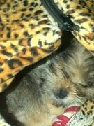 honden foto honden foto van maria