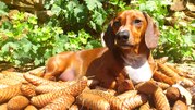 honden foto van Ilona 