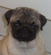 honden foto van judit