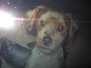 honden foto honden foto van brammeke