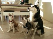 honden foto van Soraya