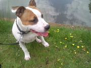 honden foto van gino